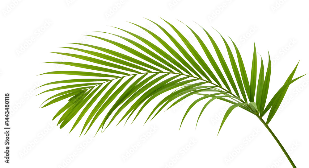 Isolated Green Palm Frond on White Background Detailed Tropical Foliage Isolated Green Palm Frond on White Background Detailed Tropical Foliage