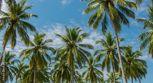 Wallpaper Mural Lush Coconut Palm Trees against Bright Blue Sky with Fluffy White Clouds in Tropical Setting Torontodigital.ca