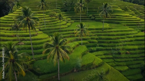 Aerial View of Green Rice Terraces with Palm Trees
