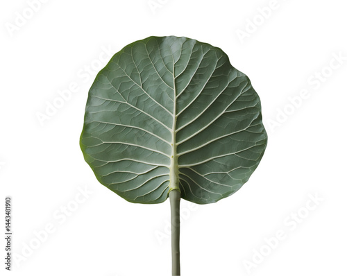 Single Fiddle Leaf Fig Leaf with Wide Structure Isolated on a Clean Background, Perfect for Botanical Illustrations or Creative Compositions and Nature Enthusiasts