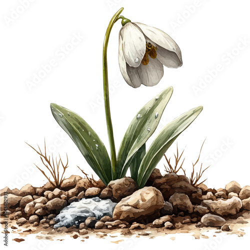 illustration of Snowdrop Breaking Through Melting Ice, watercolor vector, isolated on a white background.