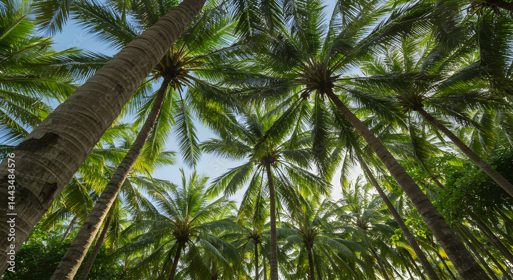 Fototapeta premium Lush Green Palm Trees Reaching Towards a Clear Blue Sky in Tropical Paradise Bathed in Warm Sunlight