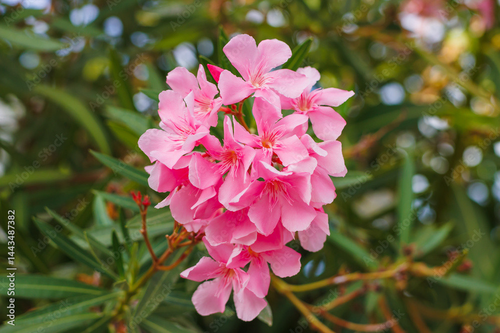 Pink oleander flowers clustered together with lush green leaves in the background. Pink oleander flowers clustered together with lush green leaves in the background.
