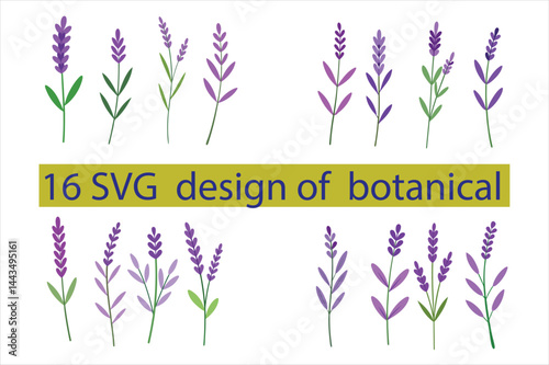 A hand drawn botanical illustration of a lavender.