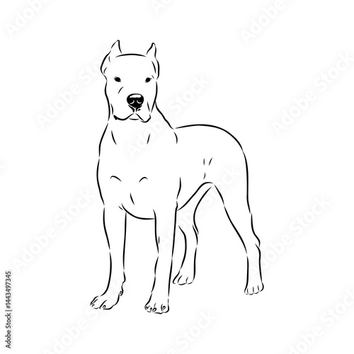 Argentine Great Dane vector sketch beautiful Great Dane line art images