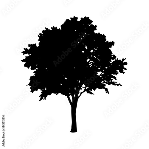 Silhouette of a lush, full tree with rounded crown against white backdrop