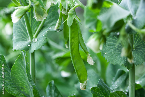 Sweet pea blossom. Growing legumes in the garden