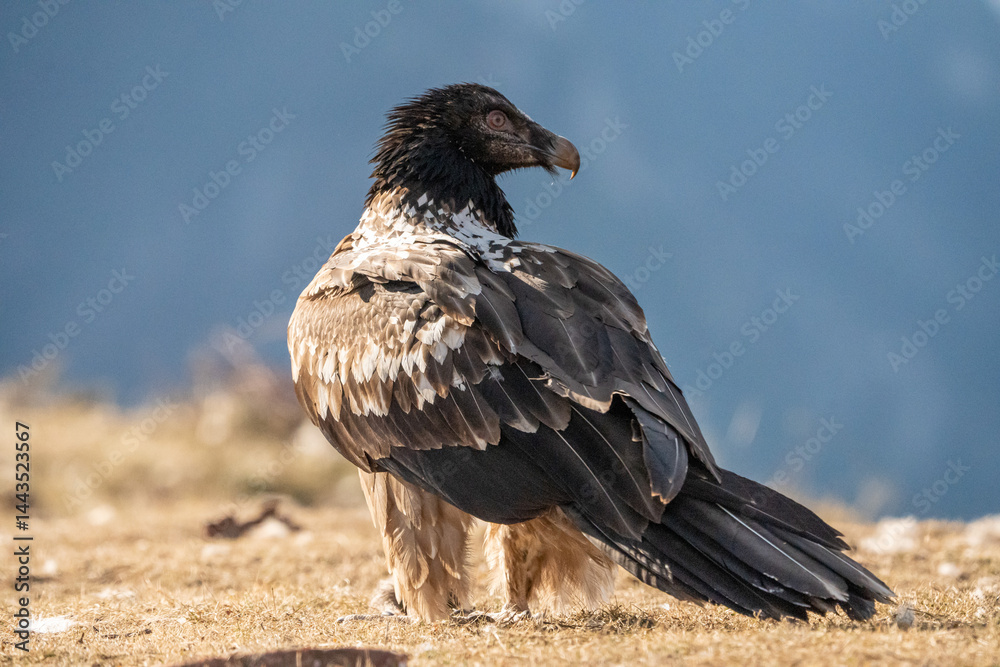 Fototapeta premium Bearded Vulture (Gypaetus barbatus) photographed in Spain