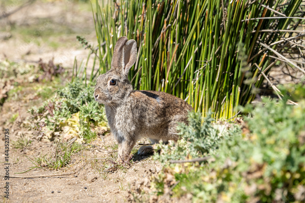 European rabbit (Oryctolagus cuniculus) photographed in Spain European rabbit (Oryctolagus cuniculus) photographed in Spain