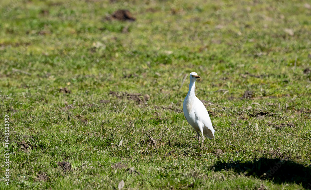 Cattle Egret (Bubulcus ibis) photographed in Spain Cattle Egret (Bubulcus ibis) photographed in Spain