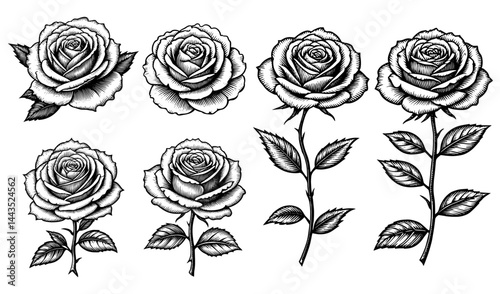 rose illustrations set vintage botanical style black and white for floral design or decoration