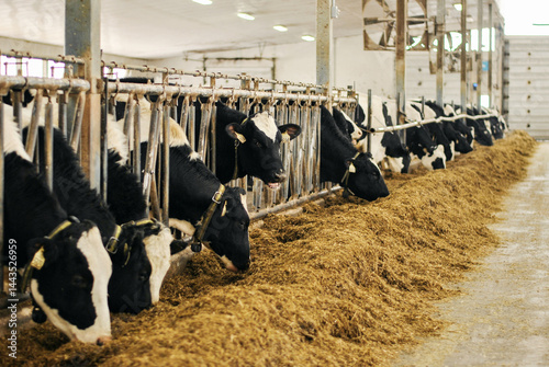 Group of cows at cowshed eating hay or fodder on a dairy farm. Dairy cows feeding on fodder standing in a row of stables in cattle farm barn. Concept of farming business and taking care of livestock.