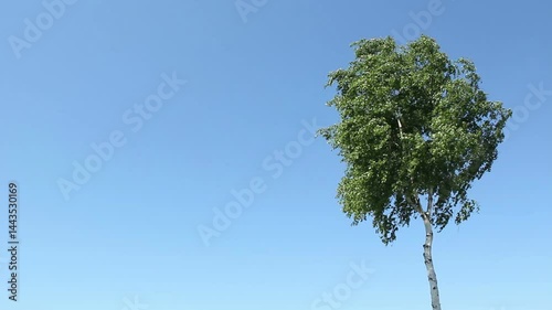 Birch Tree Against A Blue Sky Video