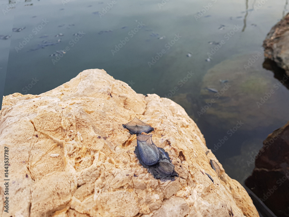 Dead mussels float on surface of water near rocky shorelines