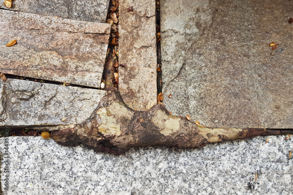 A tree root is visibly pushing through a stone pavement, creating an uneven surface. The setting is an urban area with scattered leaves around, indicating a recent change in weather