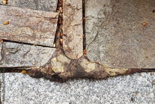A tree root is visibly pushing through a stone pavement, creating an uneven surface. The setting is an urban area with scattered leaves around, indicating a recent change in weather