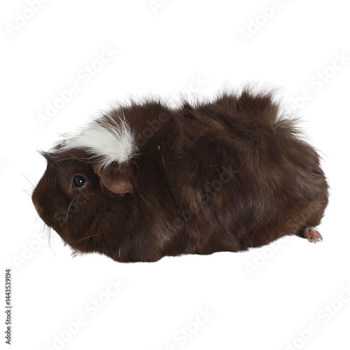 Fluffy Guinea Pig Profile