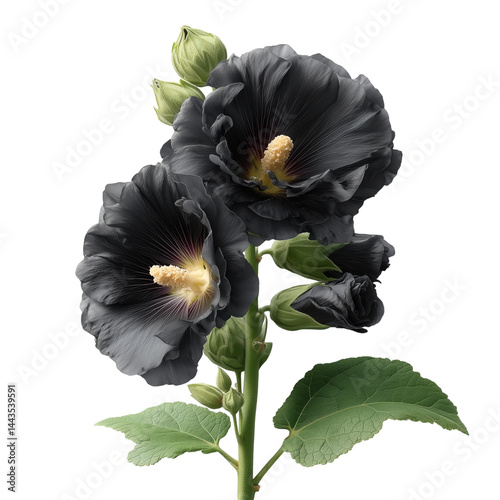 Black hollyhock with velvety texture on plain bright white background no shadows, ultra-realistic dark floral
