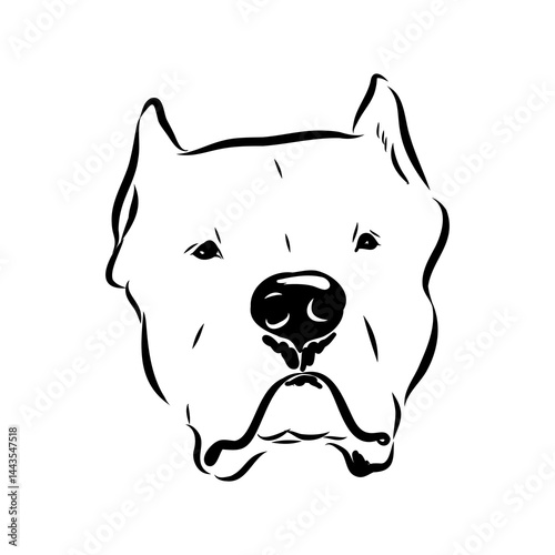 Argentine Great Dane vector sketch beautiful Great Dane line art images