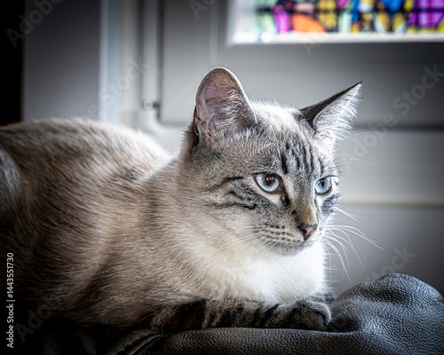 portrait of a cat