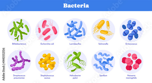 Set of different types of bacteria. Medical infographic or diagram with pathogenic and beneficial microorganisms or microbes. Human body microbiome. Flat vector illustration