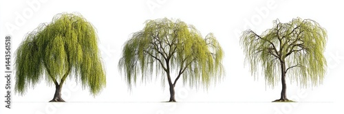 Weeping Willow Trees in Different Stages of Growth