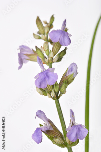 Obraz na płótnie A close-up captures a sprig of sage (Salvia officinalis) with delicate purple-blue flowers and grayish-green leaves against a soft white background w salonie