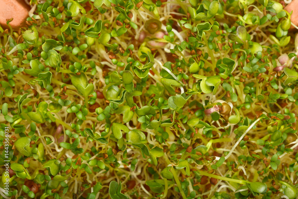 A tightly cropped top-down view shows a dense mix of young mung bean, radish, and alfalfa sprouts with small green leaves and white roots.