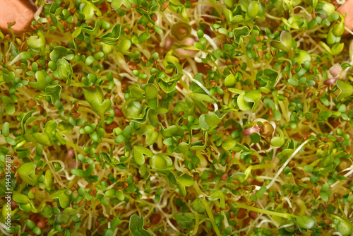 A tightly cropped top-down view shows a dense mix of young mung bean, radish, and alfalfa sprouts with small green leaves and white roots.