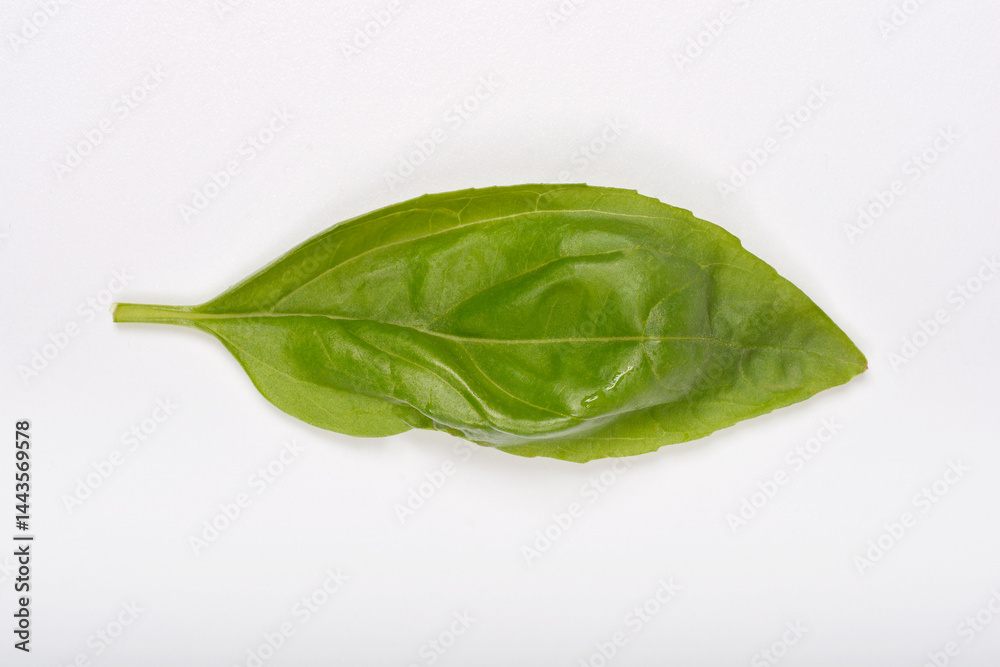 A single, fresh green basil leaf with visible veins and a slight curl rests on a plain white surface
