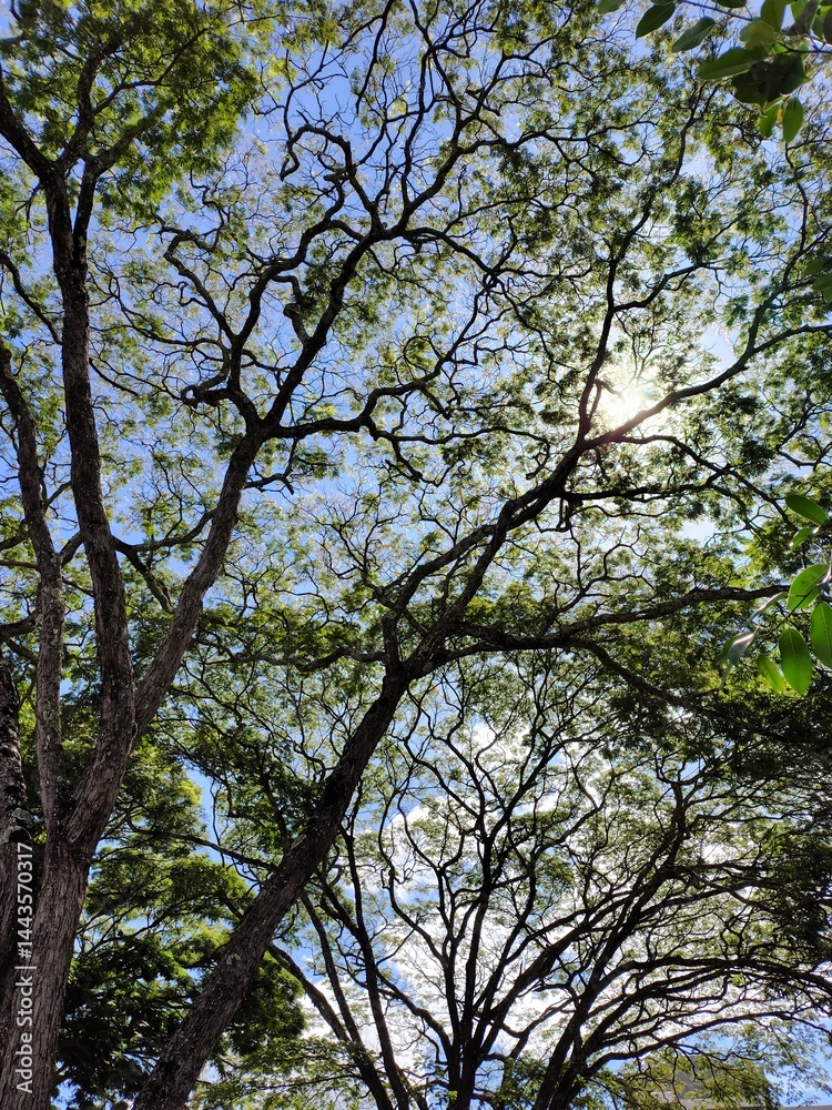 tree in the park tree in the park