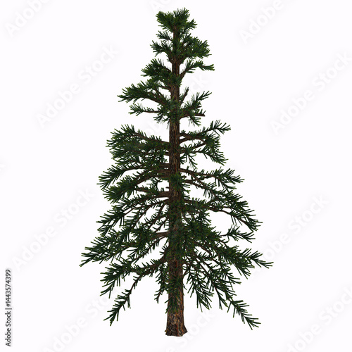 Araucaria Tree - Araucariaceae is a very successful early conifer order who appeared on Earth in the Triassic period and lasted until today.