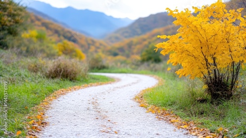 Autumnal pathway through a valley.  A winding gravel path meanders through a picturesque autumn landscape, framed by vibrant yellow foliage and distant mountains.  Fallen leaves carpet the path. photo