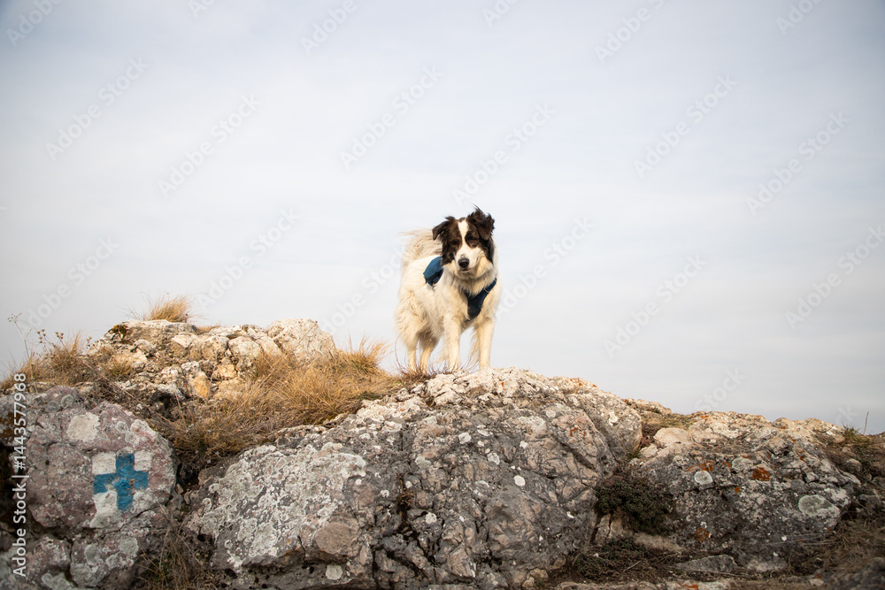happy fit woman trekking with her dog