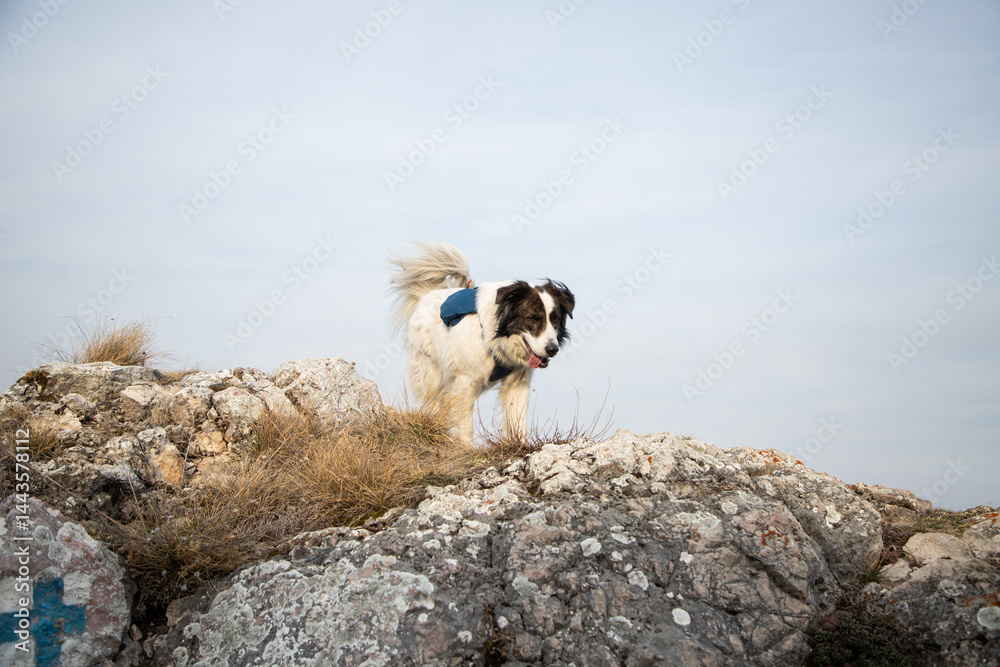 happy fit woman trekking with her dog