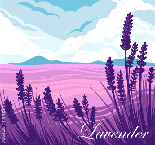 Field lavanda vector illustration. Landscape lavanda art.