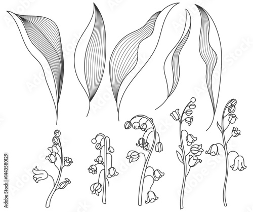 Lily of the valley hand drawn vector illustration
