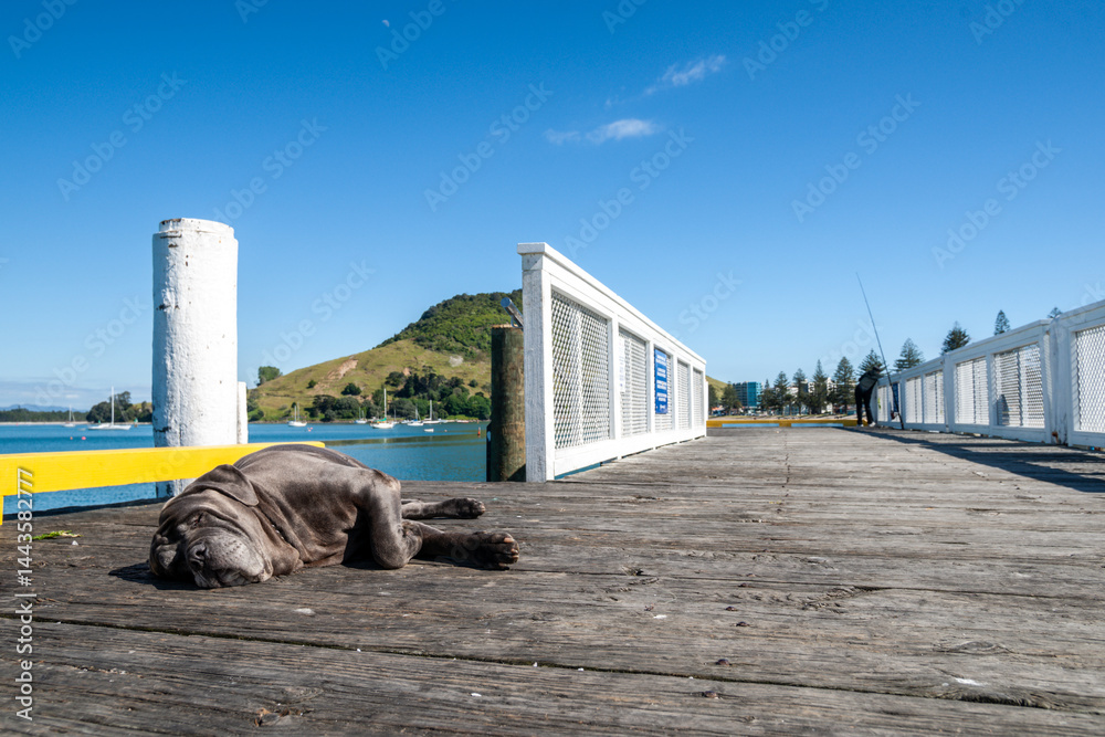 Pier of Salisbury Wharf at one end of Pilot Bay Mount Maunganui