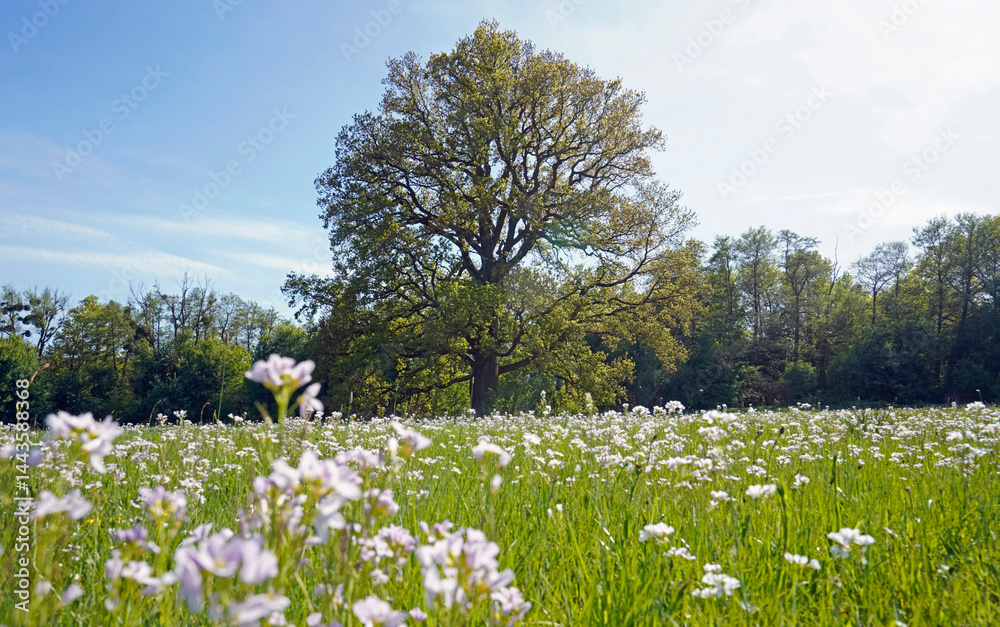 Obraz premium Naturdenkmal alte Eiche