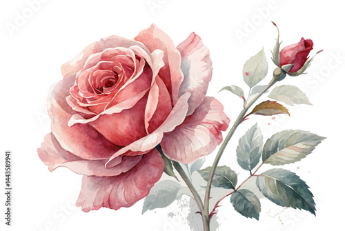 A elegant modern water color rose flower Romantic Floral Illustration for wedding card design
