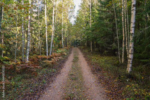 forest pth on an autumn day photo