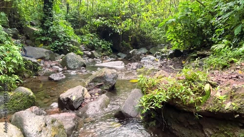River stream waterfall in forest landscape