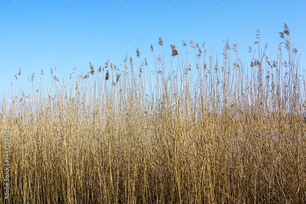 Obraz premium Dense dry golden reeds on blue sky background, view of wild vegetation, natural organic texture