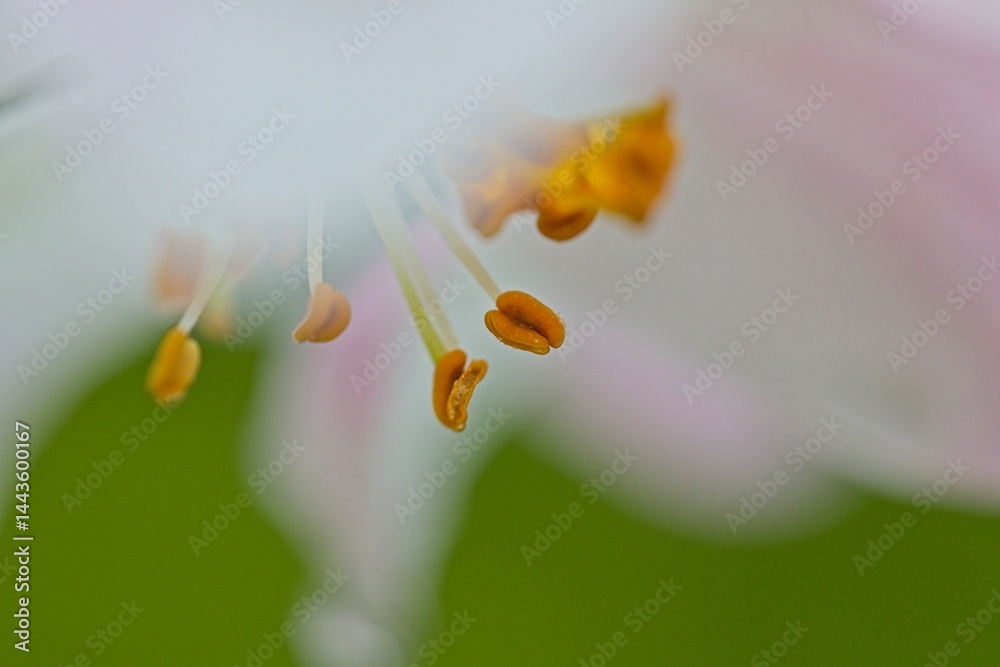 Fototapeta premium macro of an apple flower in spring