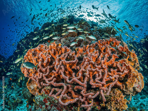 Plakat Coral Reefs 111