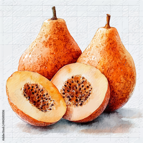 watercolor of Sapodilla Fruit Halved, vector, isolated on a white background.