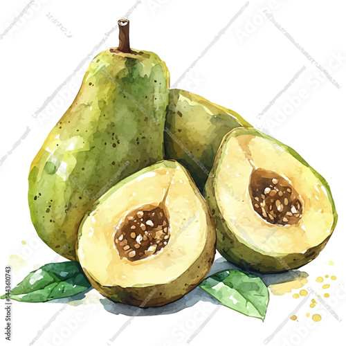 watercolor of Sapodilla Fruit Halved, vector, isolated on a white background.