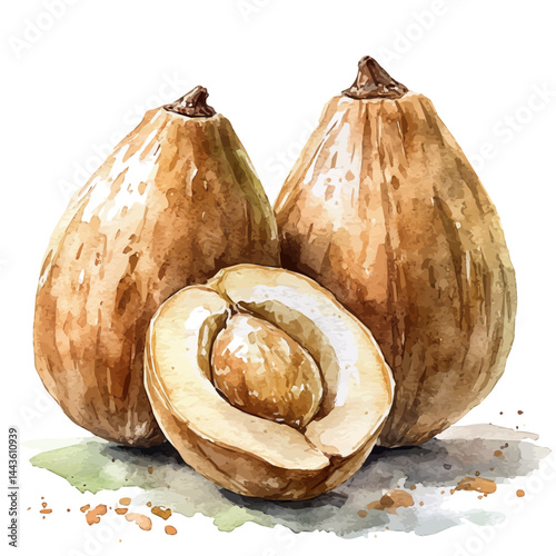 illustration of Sapodilla Fruit Halved, watercolor vector, isolated on a white background.