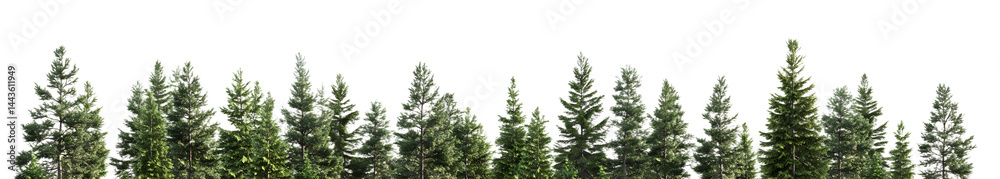 Obraz premium Lush green forest with tall trees under a bright blue sky, creating a serene natural landscape perfect for outdoor activities