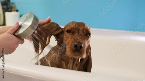 a pleasant ritual of grooming at home: gentle washing of the ears of a red cocker spaniel by female hands from the shower - a calm, trusting moment of grooming a pet, slow motion, close-up grooming 